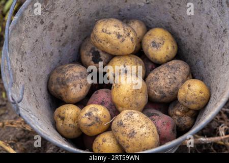 Kartoffeln im Garten graben. Zeitpunkt der Ernte, Kartoffelpflanzen. Stockfoto