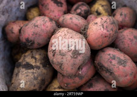 Kartoffeln im Garten graben. Zeitpunkt der Ernte, Kartoffelpflanzen. Stockfoto