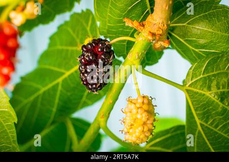Reife Maulbeeren im Sommer aus der Nahaufnahme. Süße schwarze Beeren auf dem Baum Stockfoto