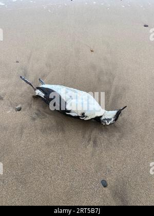 Skelett von guillemot am Strand an der North Yorkshire Coast, wo die Vogelgrippe untersucht wird. Stockfoto