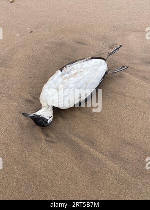 Skelett von guillemot am Strand an der North Yorkshire Coast, wo die Vogelgrippe untersucht wird. Stockfoto