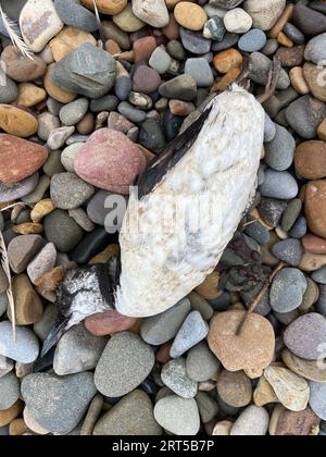 Skelett von guillemot am Strand an der North Yorkshire Coast, wo die Vogelgrippe untersucht wird. Stockfoto