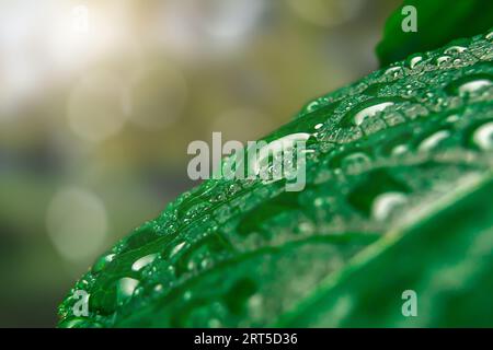 Wassertropfen auf grünem Blatt aus nächster Nähe Stockfoto