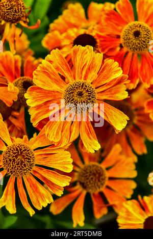 Blumenblüte im Palmengarten, Frankfurt am Main, Sommer 2017. Stockfoto