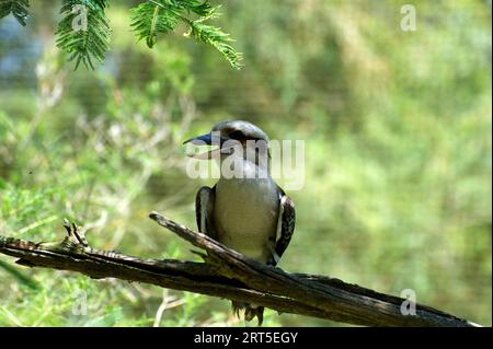 Ein Kookaburra lacht mich aus? Der lachende Kookaburra (Dacelo Gigas) ist eine australische Ikone, deren lautes Lachen durch den Busch hallt. Stockfoto