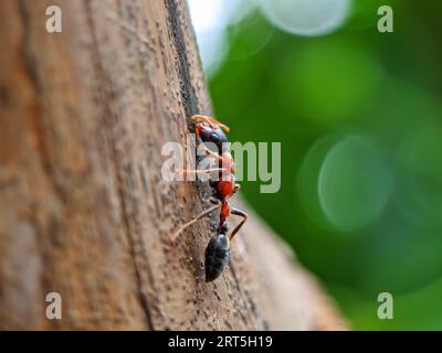Nahaufnahme eines australischen Riesen Bull Ant, Myrmecia gratiosa, mit Augen und Kiefern im Fokus, die über Zweige gehen und nach dem Essen suchen Stockfoto