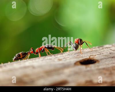 Nahaufnahme eines australischen Riesen Bull Ant, Myrmecia gratiosa, mit Augen und Kiefern im Fokus, die über Zweige gehen und nach dem Essen suchen Stockfoto