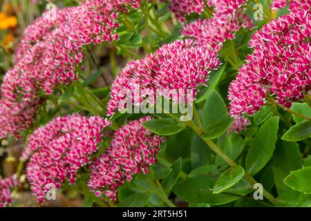 Rote blühende Sedum-Pflanze, Hylotelephium telephium. Wunderschöne Herbstblumen im Garten. Stockfoto