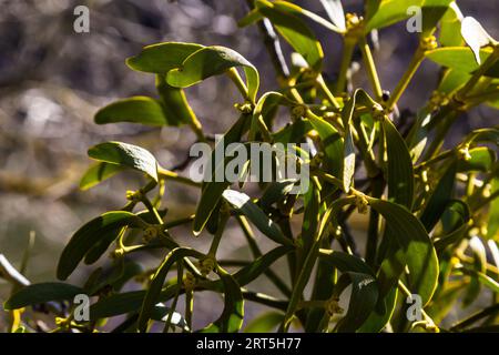 Grüne Zweige weißer Mistelzweige Nahaufnahme, Viscum Album, Santalaceae, Symbol Romantik, Fruchtbarkeit, Und Vitalität, halbpartige Pflanze, Baumkiller, Frühling Stockfoto