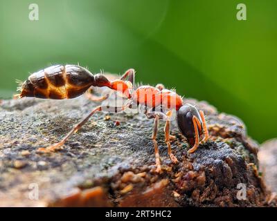 Nahaufnahme eines australischen Riesen Bull Ant, Myrmecia gratiosa, mit Augen und Kiefern im Fokus, die über Zweige gehen und nach dem Essen suchen Stockfoto