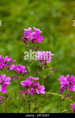 Hesperis matronalis oder Sommerviolett, ein krautiger mehrjähriger oder zweijähriger Teil der Familie der brassicaceae. Closeup auf violettem Gilliflower Hesperis matronalis. Stockfoto