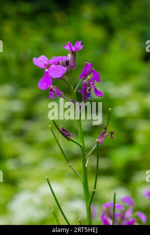 Hesperis matronalis oder Sommerviolett, ein krautiger mehrjähriger oder zweijähriger Teil der Familie der brassicaceae. Closeup auf violettem Gilliflower Hesperis matronalis. Stockfoto