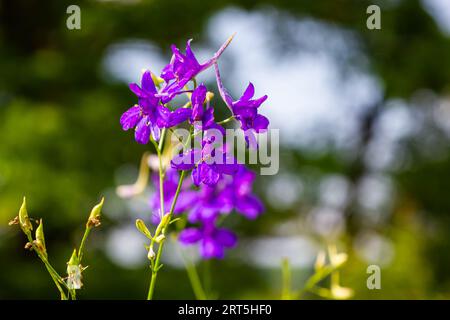 Wildes Delphinium oder Consolida Regalis, auch bekannt als Forking oder Raketenlarkspur. Feldlarkspur ist eine krautige Blütenpflanze der Butterblütenfamilie Ranun Stockfoto