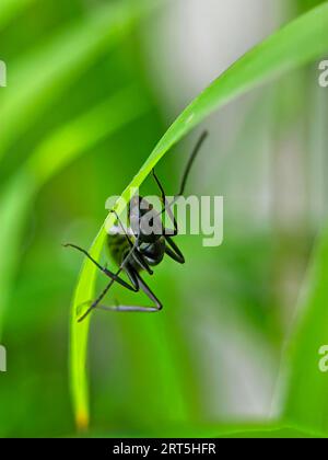 Eine schwarze Ant auf einem Blatt Stockfoto