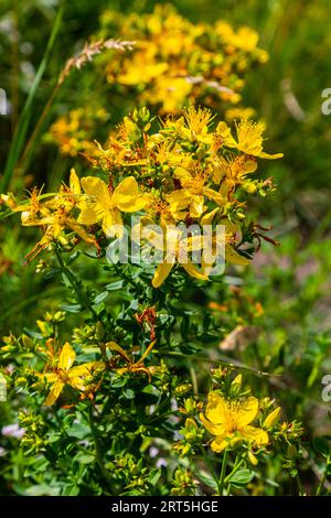 Nahaufnahme der gelben Blüten von Hypericum perforatum, einem pflanzlichen Arzneimittel. Stockfoto