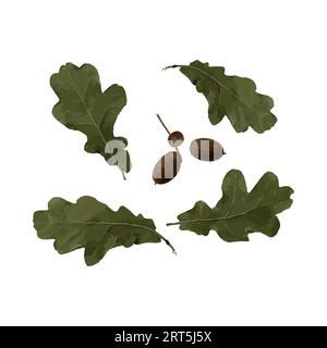 Zusammensetzung von Eichenblättern und Eicheln. Herbstkollektion. Vektorillustration Stock Vektor