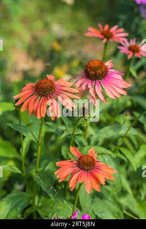 Echinacea Sombrero Adobe Orange im Blumengarten Stockfoto