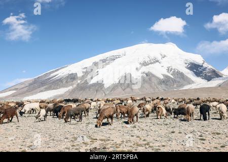 230909 -- TAXKORGAN, 9. September 2023 -- Schafe grasen am Fuße des Mount Muztagata auf dem Pamir-Plateau, nordwestchinesische Autonome Region Xinjiang Uygur, 6. September 2023. CHINA-XINJIANG-TAXKORGAN-SHEEPHERDER CN LanxHongguang PUBLICATIONxNOTxINxCHN Stockfoto