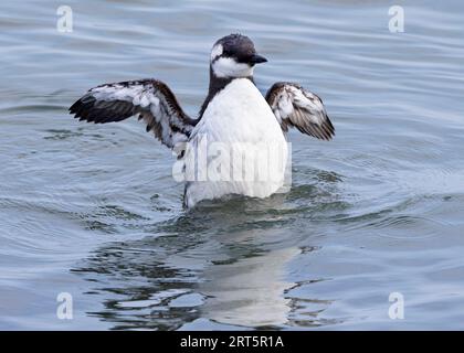 Ein erwachsener gemeiner Guillemot schlägt nach dem Preening kräftig mit den Flügeln. Sie fischen oft an Land, besonders wenn sie Schwärmen von Sandaalen folgen. Stockfoto
