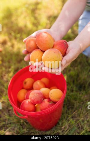 Farmerin mit einer Handvoll geernteter, reifer Bio-Aprikosen-Früchte in Kulturplantagen, Nahaufnahme der Hände, die geerntete Früchte in einen Plastikeimer geben, ver Stockfoto