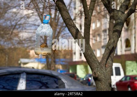 Vogelfutter aus einer Plastikflasche mit Spatzen in einem Stadthof Stockfoto