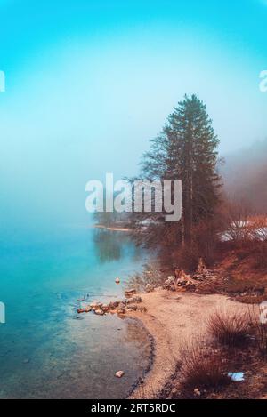 Alte Baumstümpfe und Wurzeln am Ufer des Bohinjer Sees am kalten Wintermorgen im februar mit Nebel über dem Wasser, selektiver Fokus Stockfoto