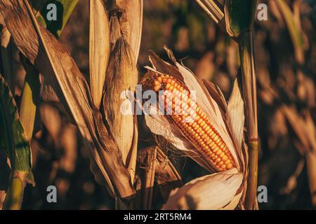 Ernten Sie Maiskolben auf Stiel in kultiviertem Maisfeld, selektiver Fokus Stockfoto