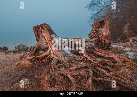 Alte Baumstümpfe und Wurzeln am Ufer des Bohinjer Sees am kalten Wintermorgen im februar mit Nebel über dem Wasser, selektiver Fokus Stockfoto