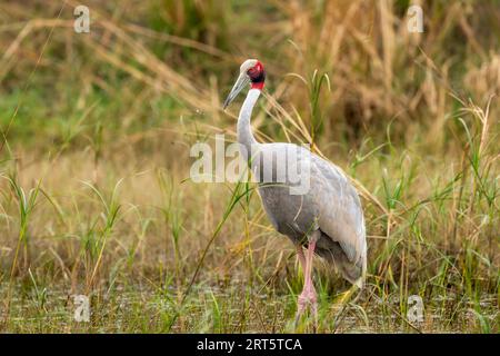 Saruskran oder Grus antigone Nahaufnahme mit Wassertropfen in der Luft aus Schnabel in natürlichem grünen Hintergrund während Winterausflug Keoladeo Nationalpark Stockfoto