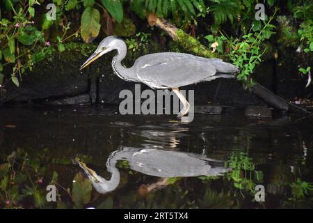 Graureiher im Wasser reflektiert Stockfoto