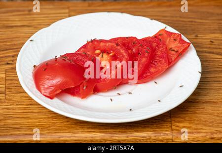 Viele Fruchtfliegen Drosophila melanogaster Essen von Tomatenscheiben in der Hausküche. Stockfoto