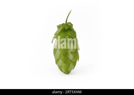 Grüner frischer Hopfenkopf - Sorte Kazbek - Frucht der tschechischen Hopfenfabrik (Humulus lupulus) auf weißem Hintergrund, Zatec in Tschechien. Stockfoto