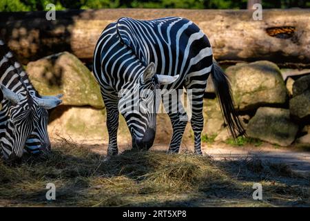 Das Mannlose Zebra (Equus quagga borensis) ist eine Unterart des Steppenzebras, die in den nördlichen Teilen Ostafrikas verbreitet ist. Stockfoto