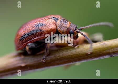 Weißdornkäfer (Lochmaea crataegi) kriecht auf Weißdornzweig. Tipperary, Irland Stockfoto