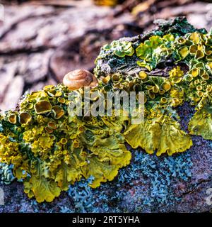 Farbfoto einer Schnecke auf einem Baum in einem Wald in Köln Stockfoto