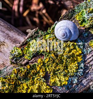 Farbfoto einer Schnecke auf einem Baum in einem Wald in Köln Stockfoto