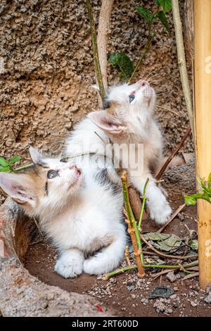 Schöne wilde Katze mit blauen Augen, die auf dem Boden liegen und auf die Spitze schauen Stockfoto