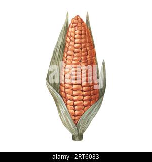 Aquarell realistisch gelb frisch Maiskolben. Handgezeichnete Illustration isoliert auf weißem Hintergrund. Perfekt für Menü-Cafes, Kochen, Verpacken Stockfoto