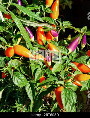 Ornamental pepper plants closeup showing off their vibrant red orange and purple colors Stockfoto