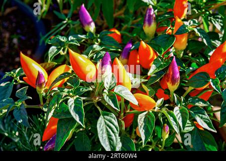 Dekorative Paprikapflanzen zeigen ihre leuchtenden roten Orangen- und Violettfarben Stockfoto