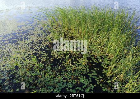 Entenalgen auf dem Wasser Stockfoto
