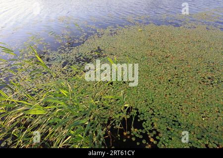 Entenalgen auf dem Wasser Stockfoto