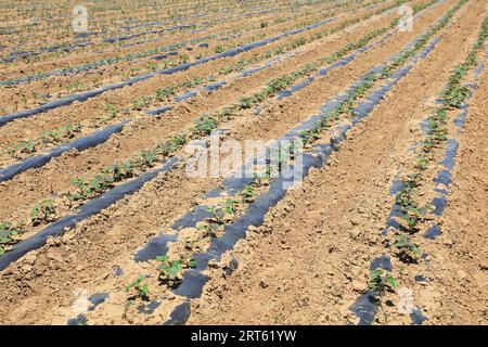 Sweet potato seedlings in the field Stock Photo