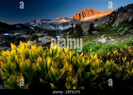 Der Mount Conness ist ein Berg in der Sierra Nevada, der sich in der Nähe des Saddlebag Lake Loop im östlichen Sierra High Country, Kalifornien, befindet. Corn Lily's Glühen im Vordergrund; September Stockfoto