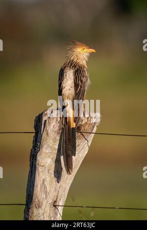 Wunderschöner Blick auf den Guira Kuckuckvogel im Miranda Pantanal Stockfoto