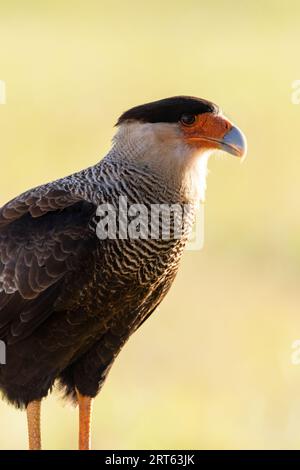 Wunderschöner Blick auf den Crested Caracara Hawk im Miranda Pantanal Stockfoto