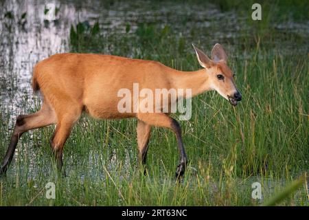 Wunderschöner Blick auf Marsh Deer im Miranda Pantanal Stockfoto