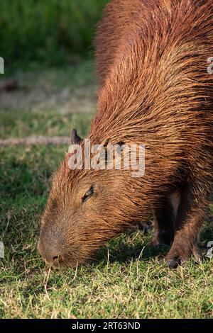 Wunderschöner Blick auf Capibara Nagetier im Miranda Pantanal Stockfoto