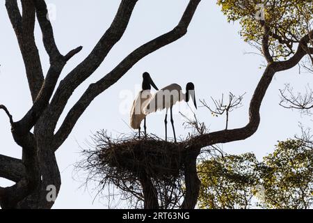 Wunderschöne Aussicht auf ein paar Jabiru Storchvögel auf Baumnest Stockfoto