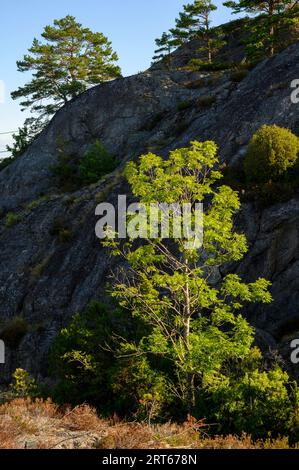 Ein Laubbaum, der von der frühen Morgensonne vor einem dunklen Klippenhintergrund auf der Insel Buholmen im Archipel Kragero, Telemark County, Norwegen, erleuchtet wird. Stockfoto